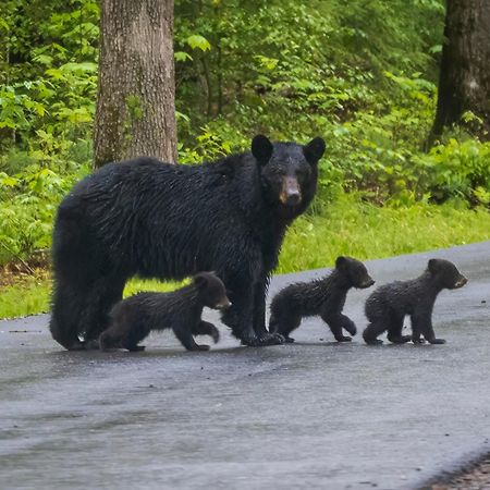 Mountain Eden, Hot Tub, Resort Pool, Wifi, 1089 Free Tickets Each Paid Day, Dollywood And More Gatlinburg Esterno foto